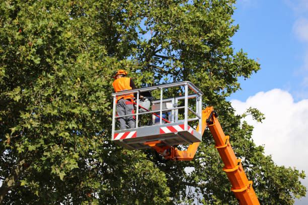  Cudahy, CA Tree Removal and Landscaping Services Pros